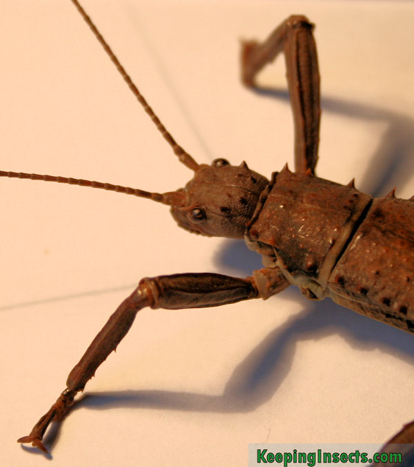 Stick insects as pets Keeping Insects