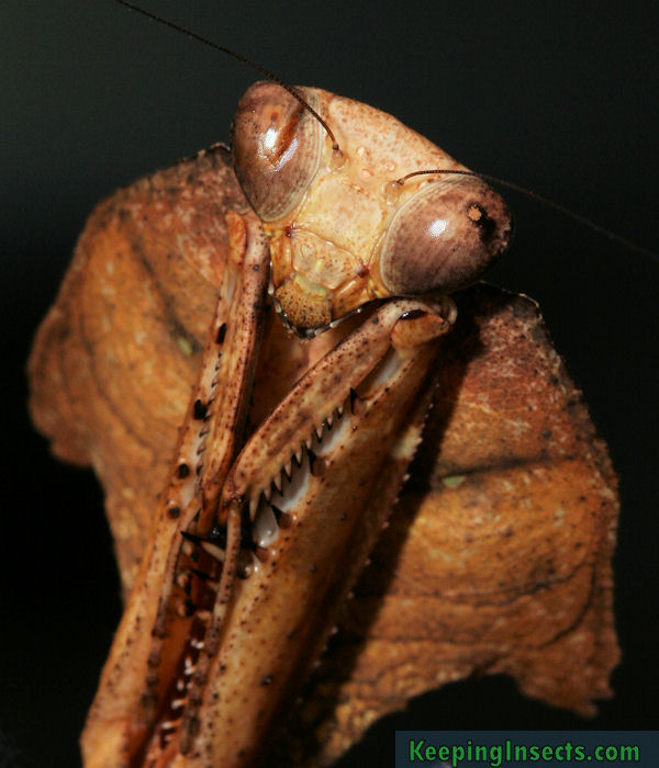 Deroplatys desiccata Gottesanbeterin im Schaukasten Taxydermi Dead Leaf Mantis 