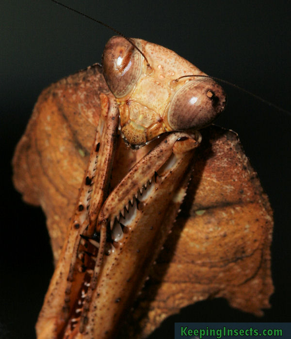 Deroplatys desiccata