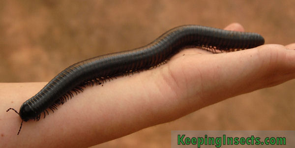 African Giant Millipede Care Sheet | Dubiaroaches.com – Dubia.com