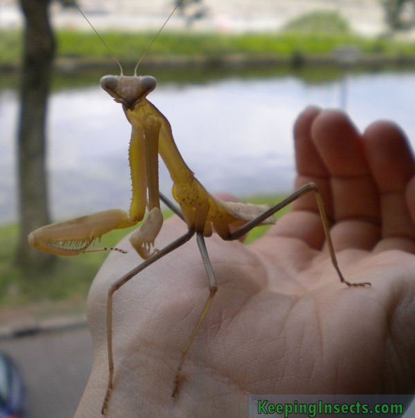 Asian mantis care