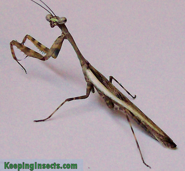 Ghost Mantis Phyllocrania Paradoxa Keeping Insects