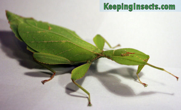 Green Leaf Insect Diet And Rearing