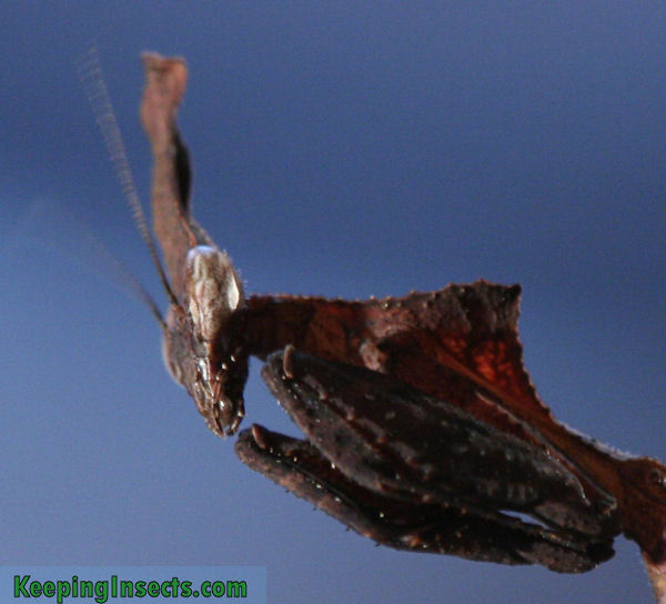 Ghost praying mantis Phyllocrania paradoxa L4 Easy Care-Very Tame - 