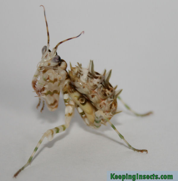 19 how long can a praying mantis live without food Full Guide