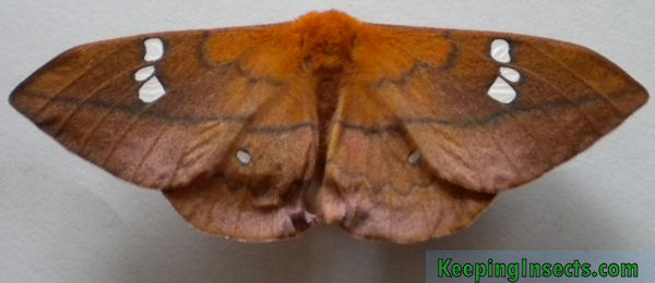Cricula trifenestrata