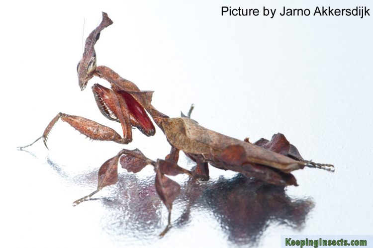 Mantis Development Ghost mantis development | Keeping Insects