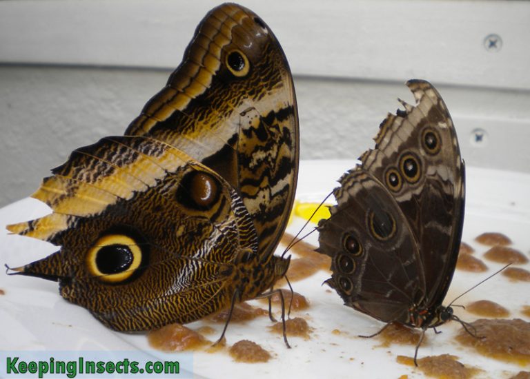 General information about butterflies | Keeping Insects