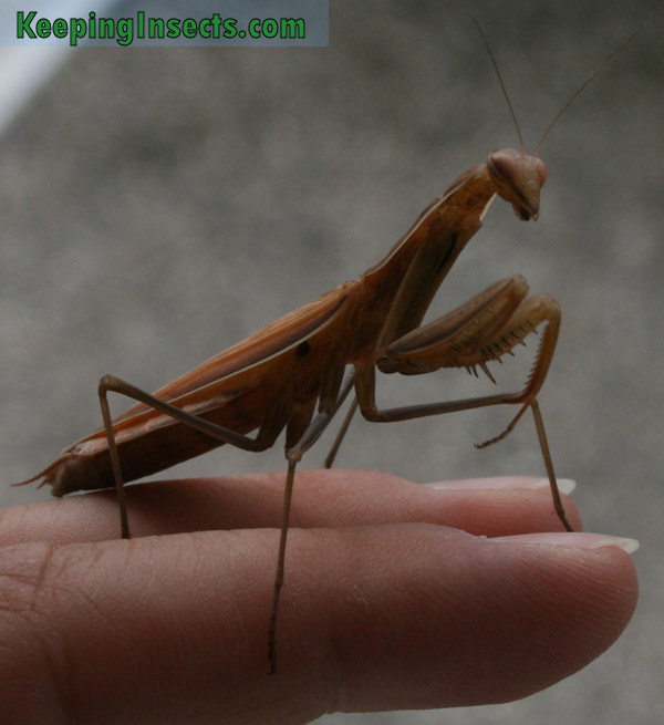  Transformación de color marrón, Mantis europea femenina adulta
