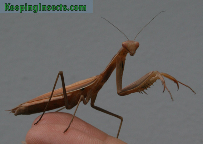 Brown color morph, adult female European Mantis