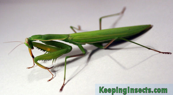 europeanmantis