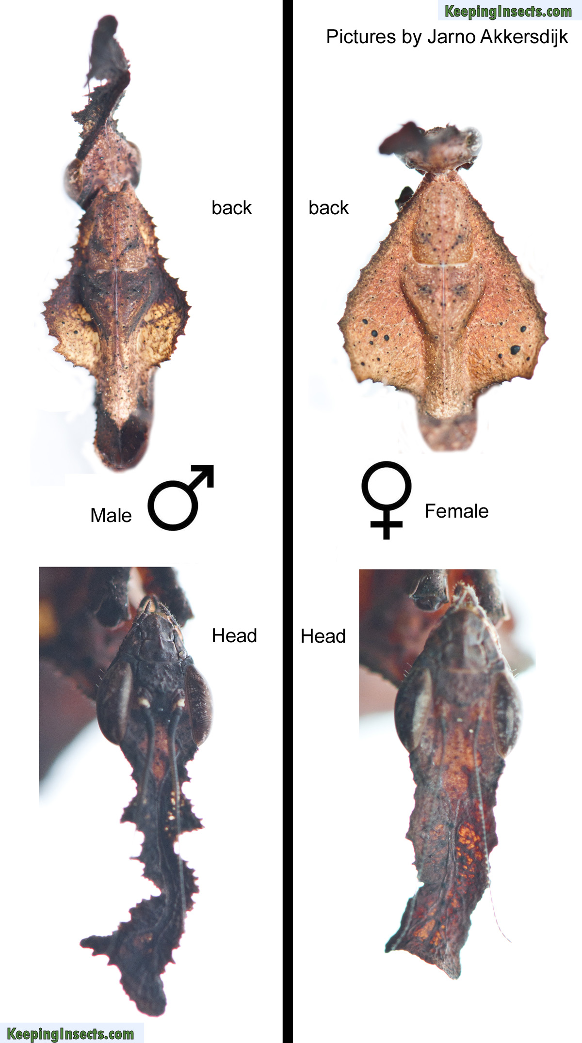 Praying Mantis Lifespan Male Vs Female Infoupdate