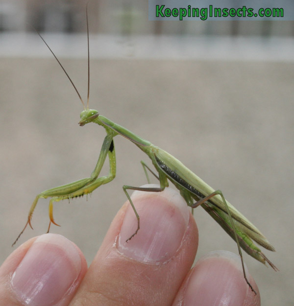 european-mantis-male4