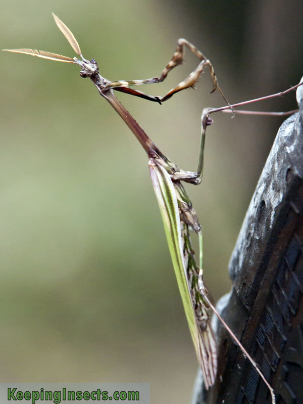 empusa