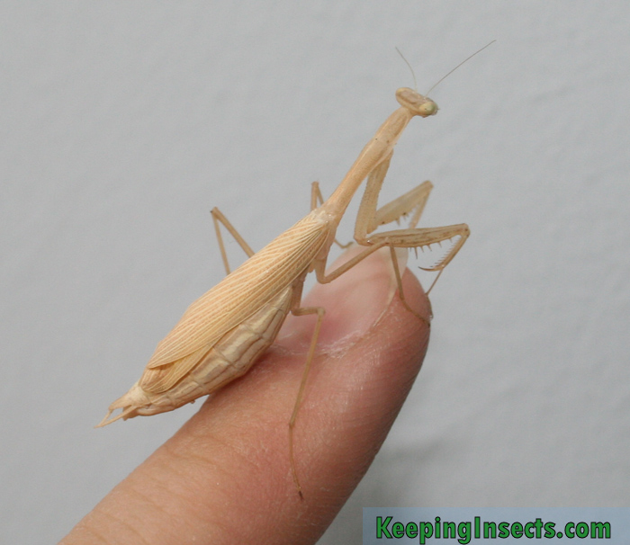 Mantis species – Keeping Insects