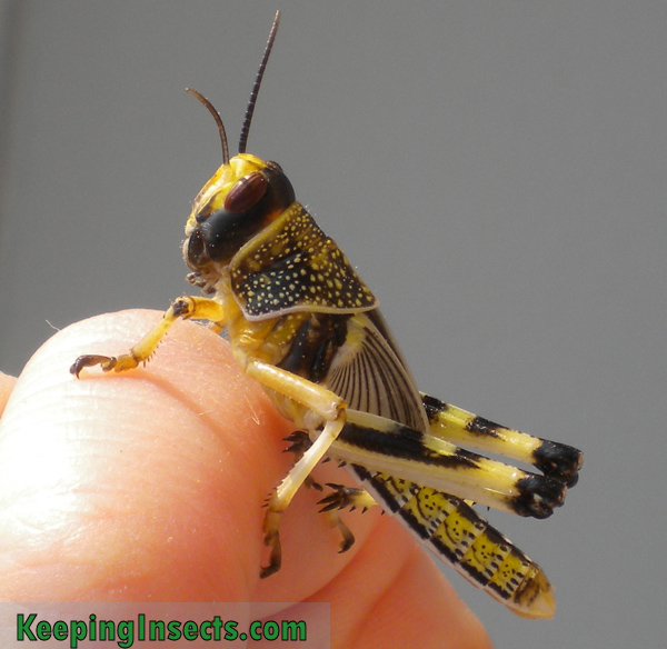 Schistocerca gregaria nymph