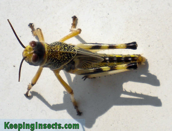 What are the types of locusts?