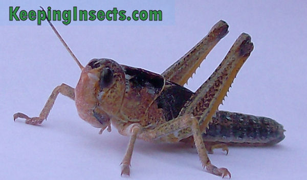 Locusta migratoria nymph