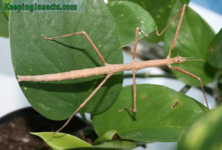 Annam Stick Insect - Medauroidea extradentata | Keeping Insects