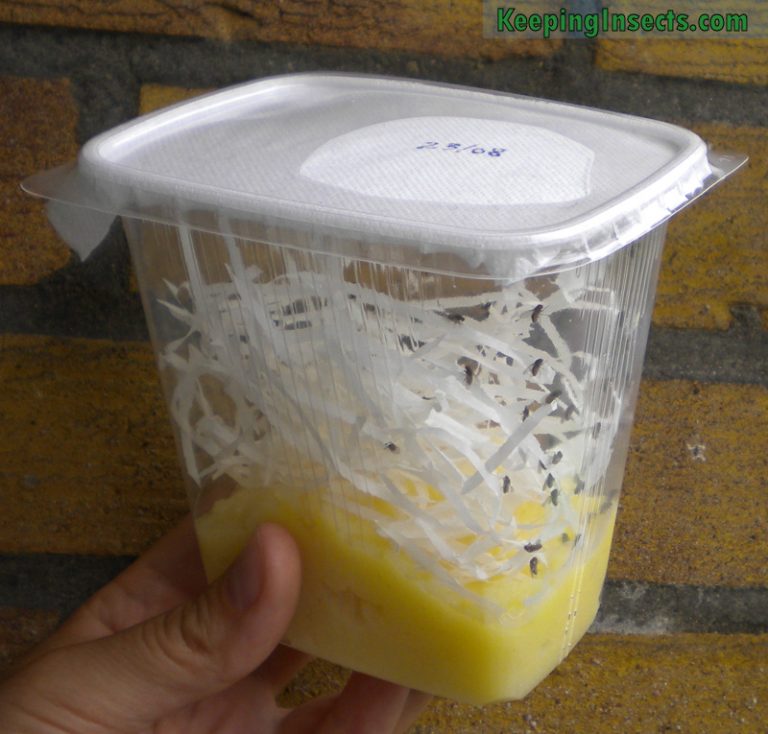 Breeding fruit flies at home Keeping Insects