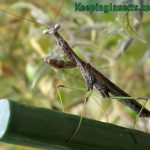 Carolina Mantis adult male