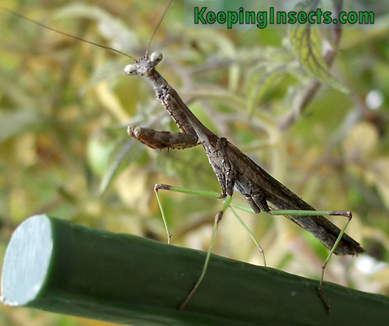 Carolina Mantis adult male