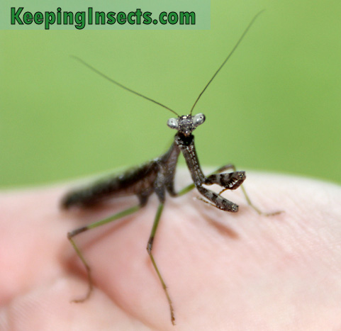 carolina-mantis-male6