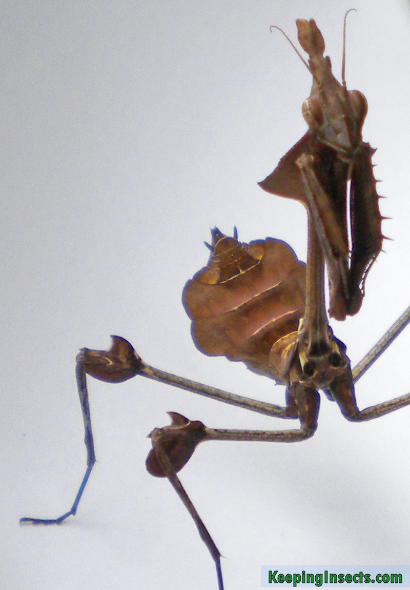 wandering violin mantis lifespan